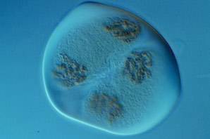 A master regulator of meiosis in plants