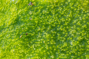 Seaweed blooms are bad news for blue carbon
