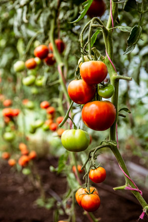 Rewiring metabolism to make fruit