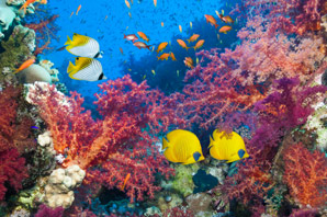 Modelling coral reefs in all their diversity
