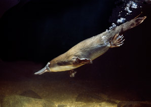 Platypus genome reveals evolutionary divergence from other mammals