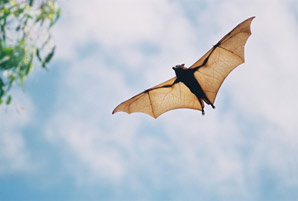 Tropical bats hibernate to beat the heat