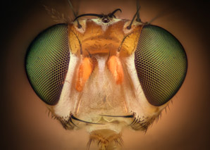 Proboscis-poking flies are healthier flies