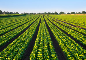 Pesticide toxicity map reveals agricultural hotspots