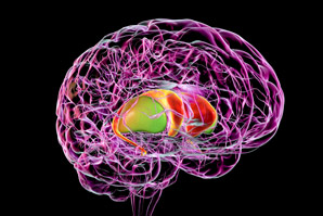 Neurons found to control habitual behaviours