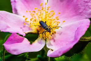 Beetles tricked into ‘mating’ with rare orchid