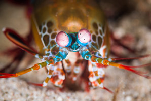 Mantis shrimp inspires compact light sensor