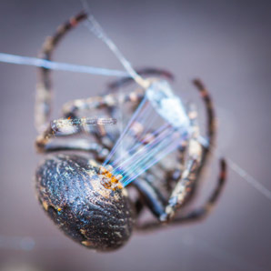 Silk research branches into biomedicine