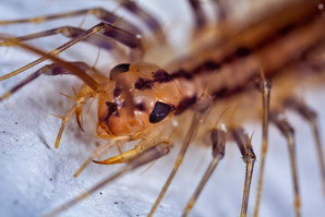 Centipedes borrow venom genes from bacteria