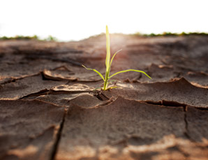 GABA helps plants endure droughts