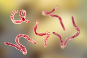 How tapeworms in the intestines can make a vaginal infection worse