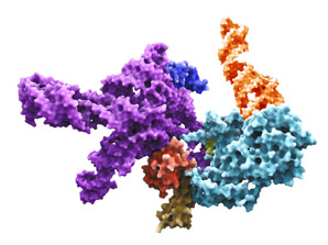 How a protein interacts with colliding ribosomes