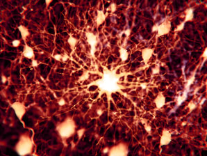 Astrocyte signalling linked to goal-directed behaviours