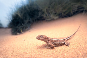 Lizards keep their cool in spiky grass