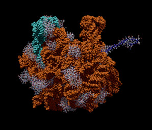 Protein factories of the cell have bendy, tentacle-like arms