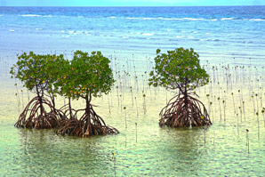 Mangroves could benefit from blue carbon credits