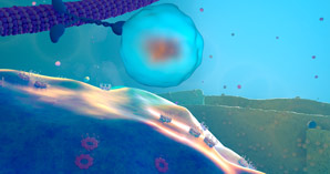 A muscle-inspired system of molecular motors