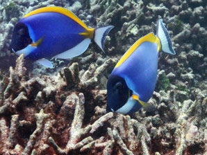 Tropical fish could flounder in acidifying oceans