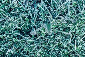 Heart-disease molecule helps plants cope with stress