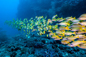Ocean acidification could benefit some fish species