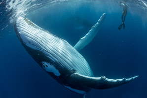 Deep-diving whales coordinate foraging to avoid competition