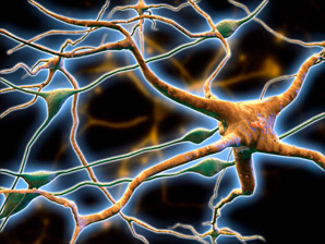 Glia-to-neuron signalling shapes brain circuitry