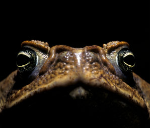 Skin secretions weaponized in toad–parasite conflict