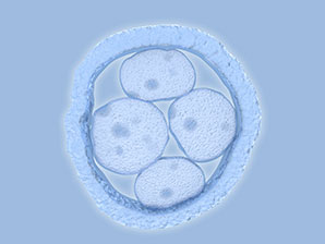 Mutation fingerprints reveal early cellular relationships
