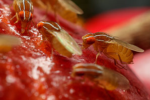 Fly hormone controls sugar metabolism