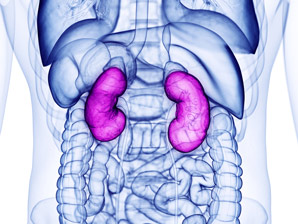  Pathways that prevent kidney damage