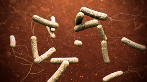 How marine bacteria feed on chitin