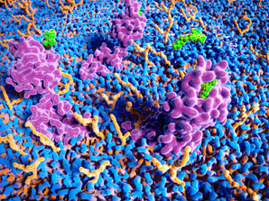 Cannabinoid receptor’s altered states