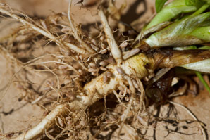 How legumes regulate root nodulation