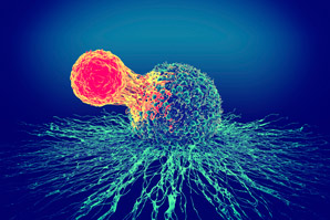 How immune cells are regulated near tumours