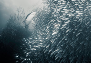 Sardines duped by water currents?