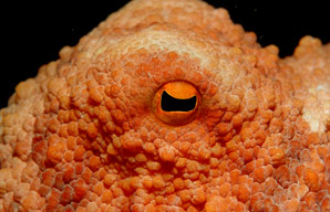 How octopus brains differ between species