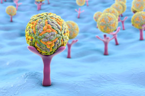 One antibody, two modes of action against viruses