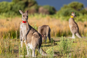 Minimizing the impact of tags used to track wildlife