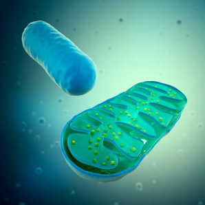 Enzyme important for both mitochondria and peroxisomes