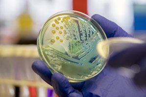 Making gold nanoclusters deadly to microbes but safe to host cells