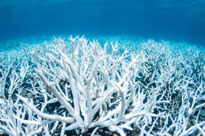 Multiple bleaching events on Great Barrier Reef slashes coral larvae by 70%