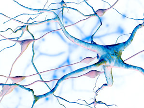 How the circadian clock can be simultaneously robust and flexible