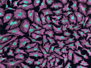 Performing endoscopy on a living cell