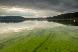Rise in frequency of algal blooms on lakes