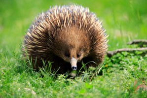 Citizen-science project gathers more data on echidnas than ever before