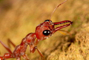 Ant venom finding could lead to long-term-pain treatments 