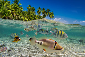 Rising ocean acidity unlikely to affect fish behaviour