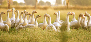 Goose bones point to a long history of domestication