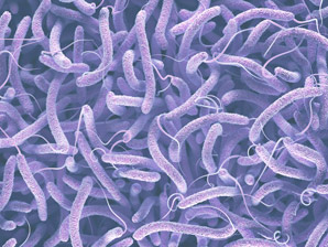 Bacterial attacks on neighbours depend on many factors