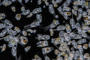 Sea-urchin larvae go into reverse in strong light